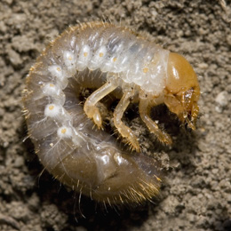 Japanese beetle larva (grub)