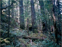 coastal douglas-fir, photo credit: Caskey