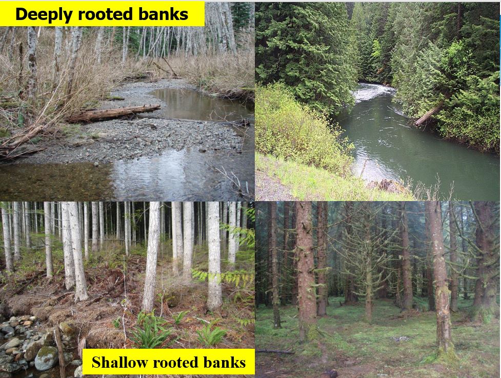 Comparison of deeply versus shallow rooted banks