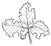 Drawing of a strawberry plant leaf
