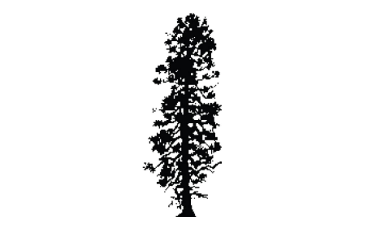 Ponderosa pine outline