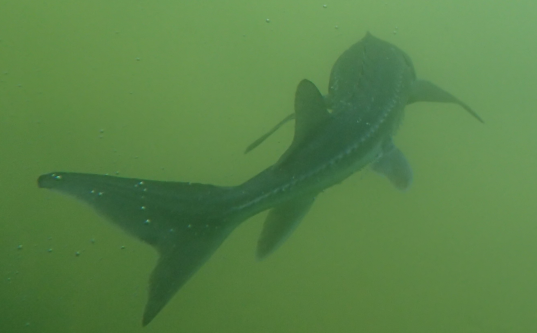 a white sturgeon swimming in the fraser river