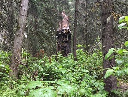 Sub-boreal Spruce, photo credit: Traci Van Spangen