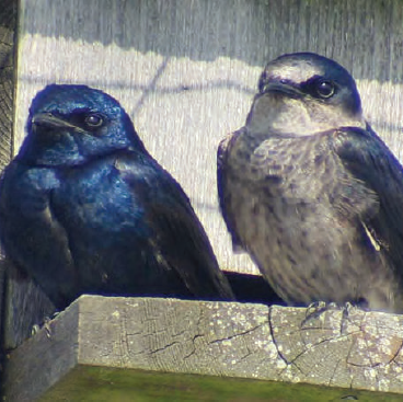 Two birds with dark purple-black plumage, the one on the right has a grey chest and face. The birds are sitting on the edge of a nesting box.