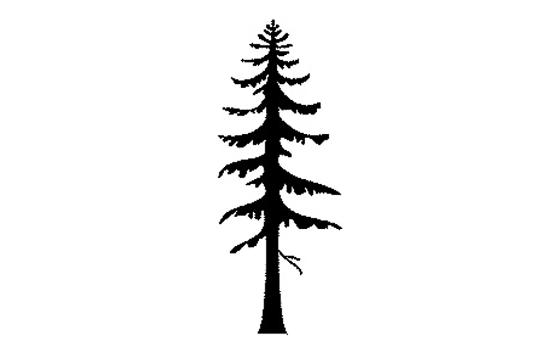 Sitka spruce outline