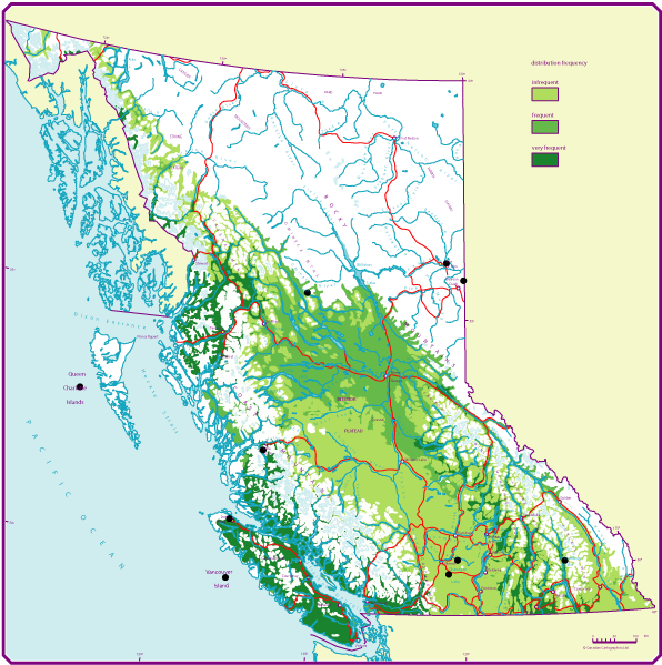 Black cottonwood Province of British Columbia