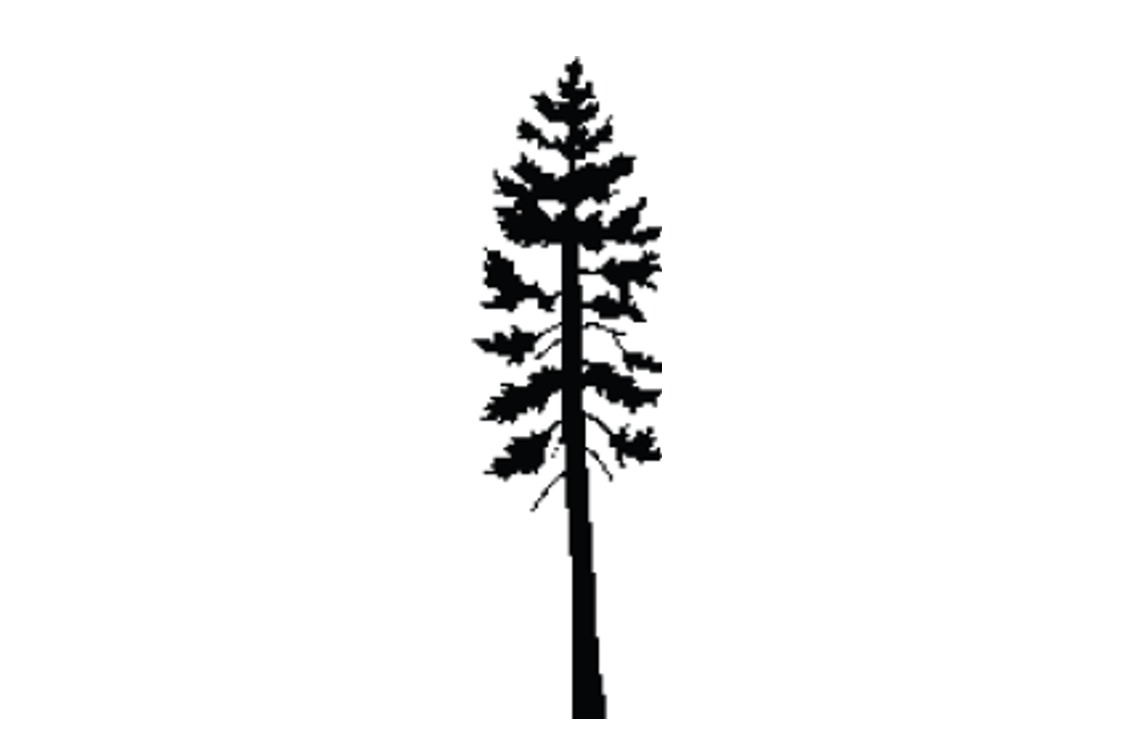 Whitebark pine outline
