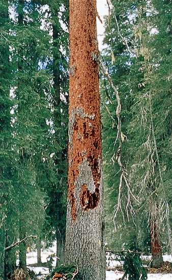 Woodpecker bark-scaling of an attacked tree.