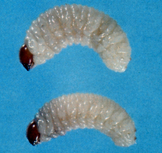 Larvae. Note the anal shields (fig. 68)
