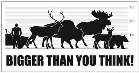Graph showing the relative size of B.C.s animals compared with a vehicle and human to show that they are Bigger Than You Think