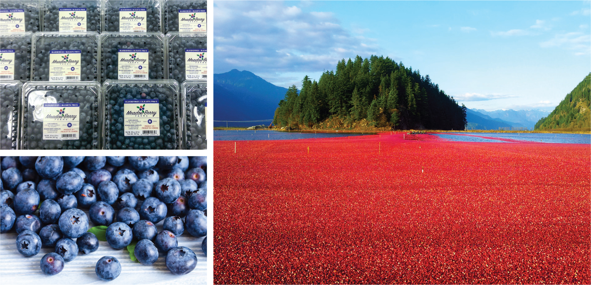 Meadow Berry Farms Province of British Columbia