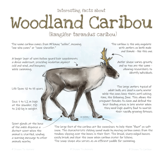 Woodland caribou facts information graphic