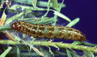 larvae eating a twig