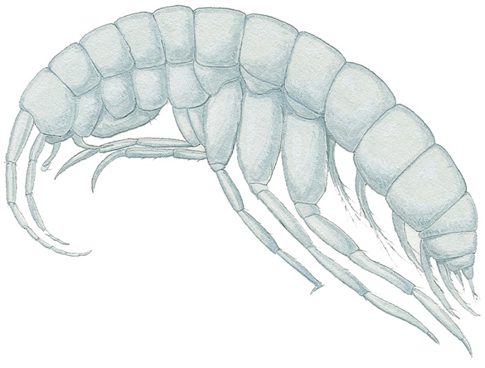 The amphipod Stygobroumus quatsinsensis