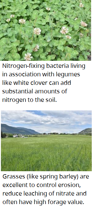 Nitrogen-fixing bacteria living in association with legumes like white clover can add substantial amounts of nitrogen to the soil. Grasses (like spring barley) are excellent to control erosion, reduce leaching of nitrate and often have high forage value.