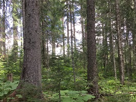 sub-boreal spruce, photo credit: Traci Van Spengen