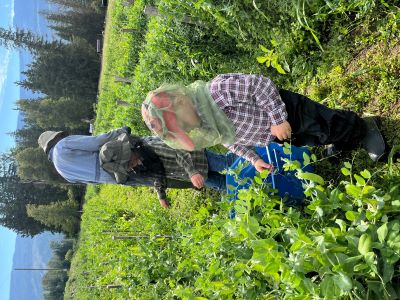 Picking peas for local fruit stand