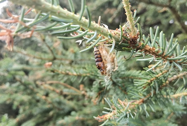 Two year cycle pupae on a branch