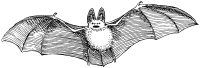 B.C. native bat