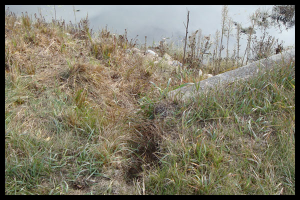 Photo of heavy vegetation on ground