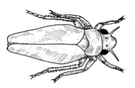 Drawing of a leafhopper