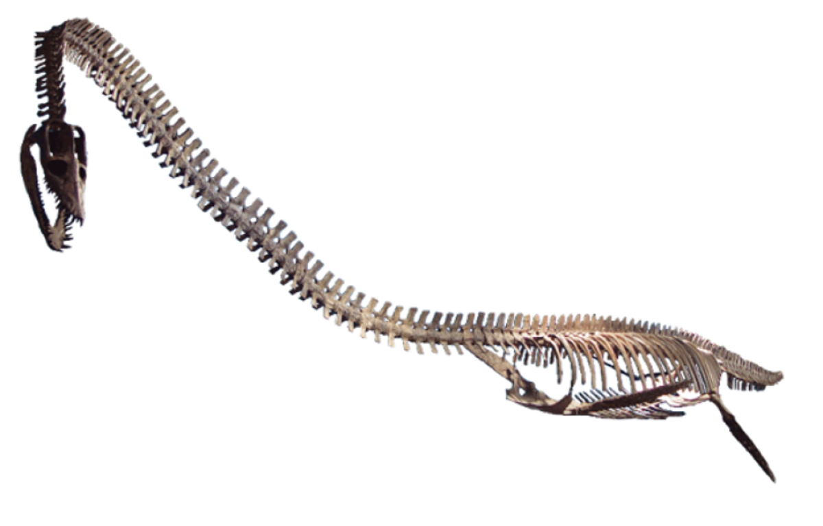 Elasmosaur fossil