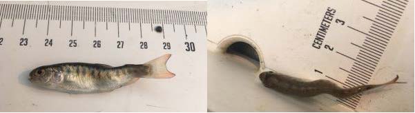  juvenile trout displaying spinal cord damage assocaited with whirling disease