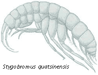 Stygobromus