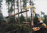 Timber harvesting in a karst area