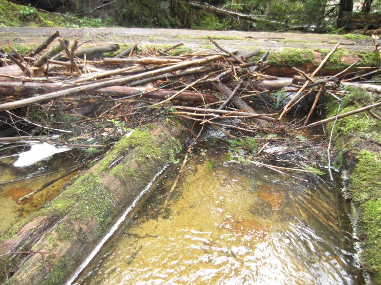 Large Woody Debris (LWD) has plugged this box culvert (note fine sediment quicksand)