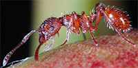 Fire ant on a leaf