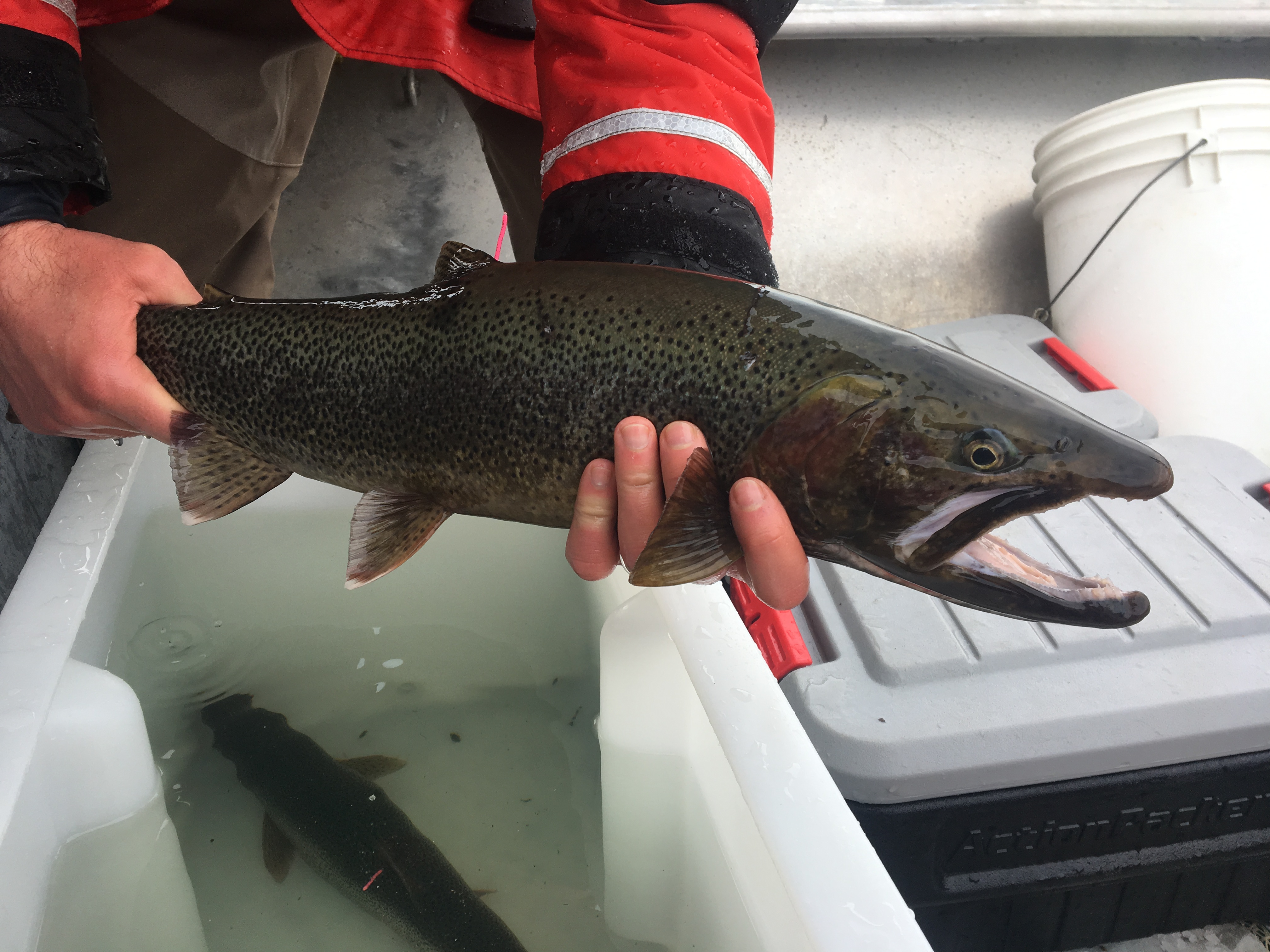 Submit Fish & Fish Habitat Data - Province of British Columbia