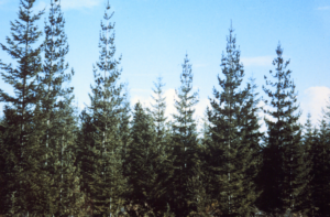 Typical western white pine