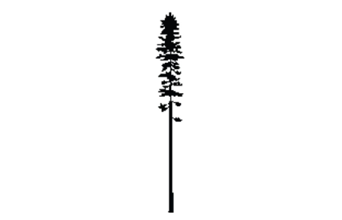 Lodgepole pine Province of British Columbia