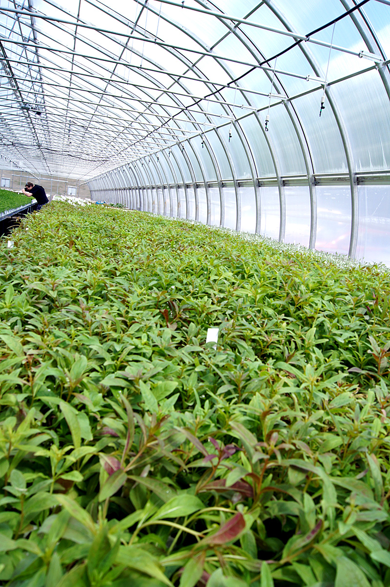 Interior of greenhouse with young plants