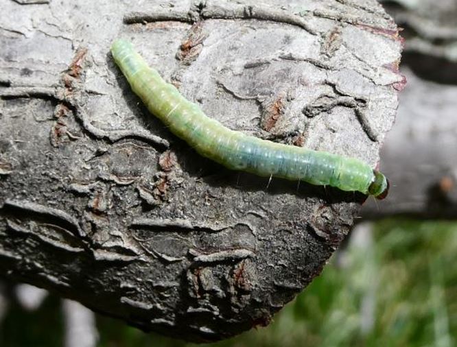 larvae on a log