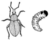 Drawing of weevils