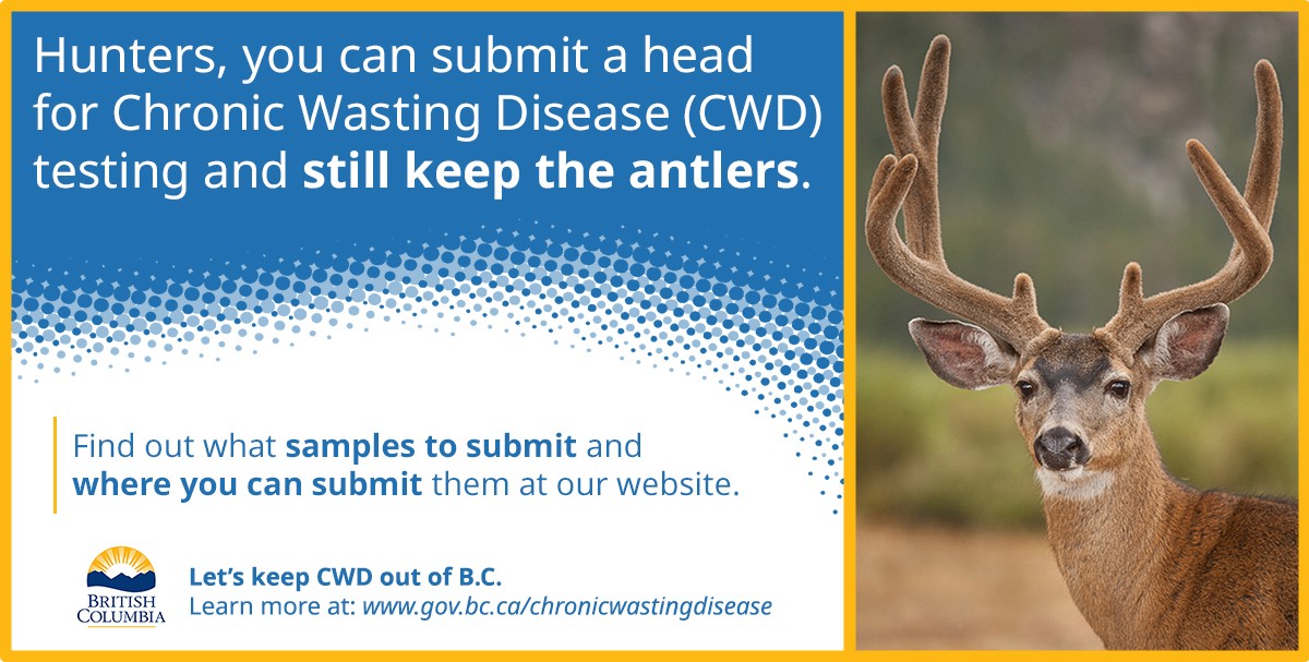 Hunters: Look for signs of illness in deer - White-Tailed Deer