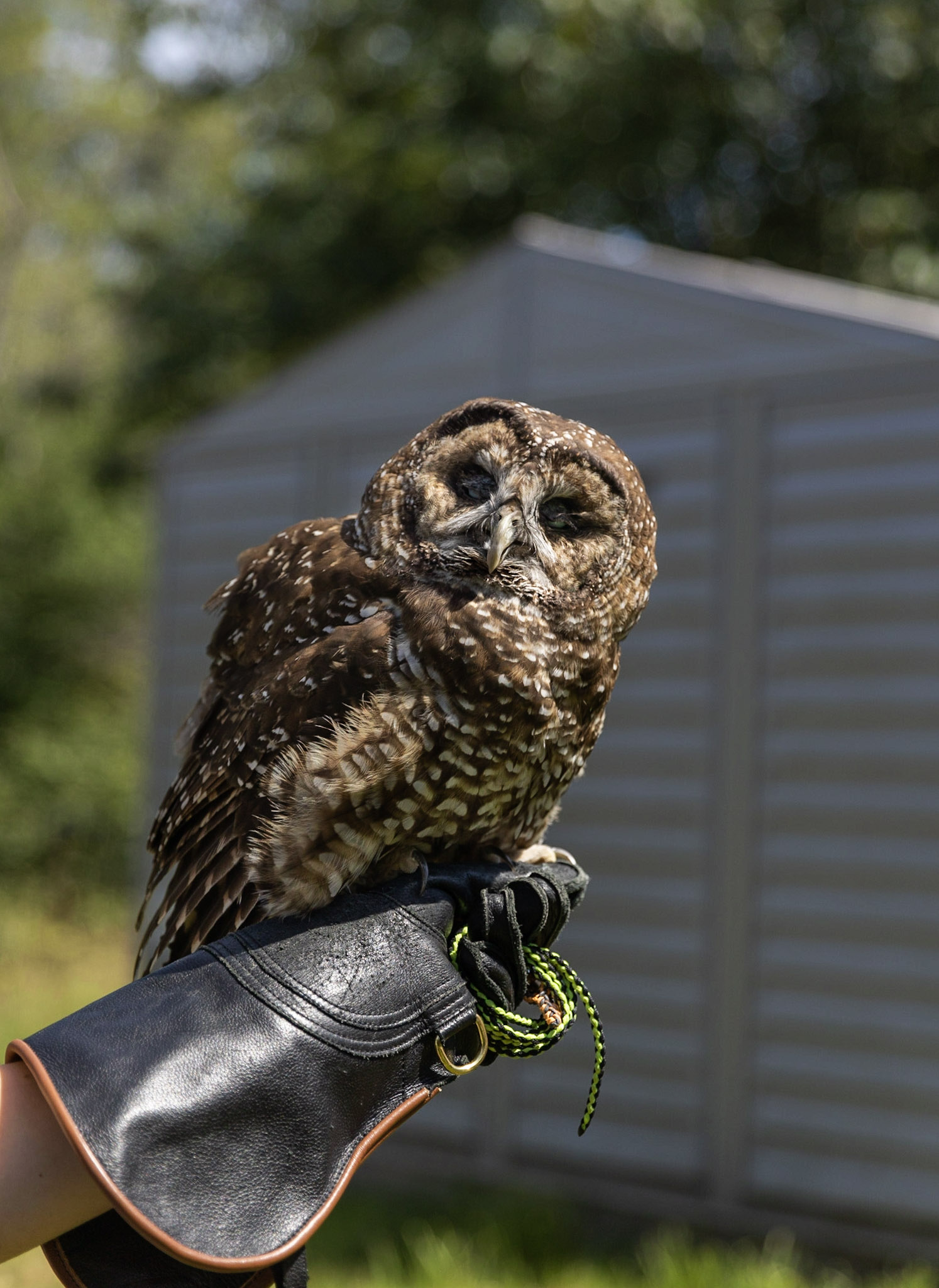 Spotted Owl Photo Gallery