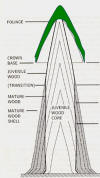 Illustration of tree cross section that shows the anatomy of the wood.