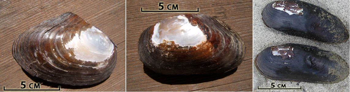 native mussels of B.C.