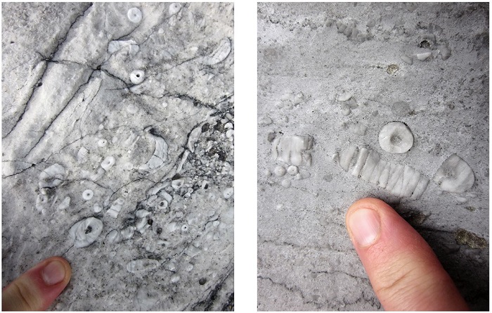 Crinoid (“sea lily”) fossil in limestone near Buttle Lake in Strathcona Provincial Park on Vancouver Island. Such fossils are an example of the geoheritage value of karst.