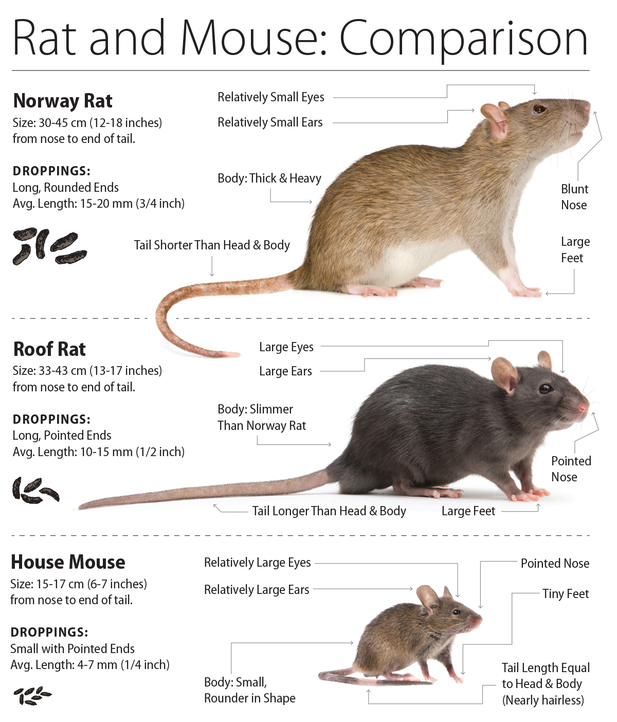 Professional Home Rat Mice Mouse Rodent Poison Boxes Pest Control