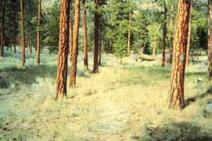 Typical ponderosa pine