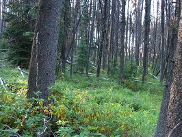 montane spruce, photo credit: Michael Ryan
