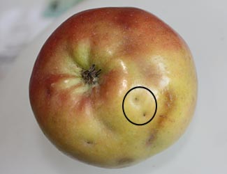 apple maggot stings on fruit
