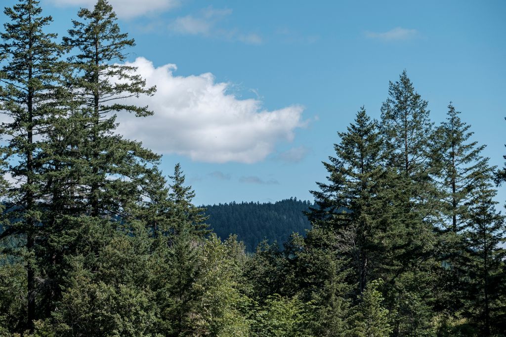 Image of trees.