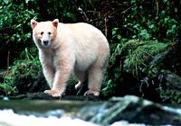 Spirit Bear