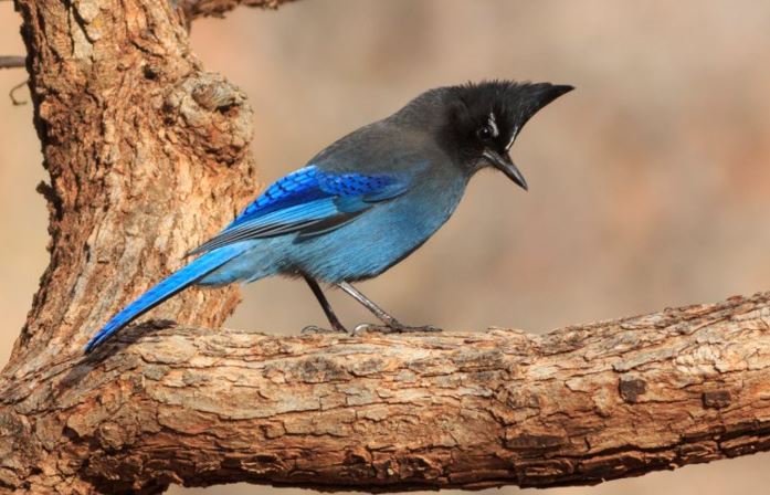 Steller's Jay