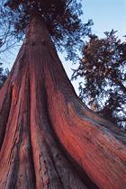 Western Red Cedar